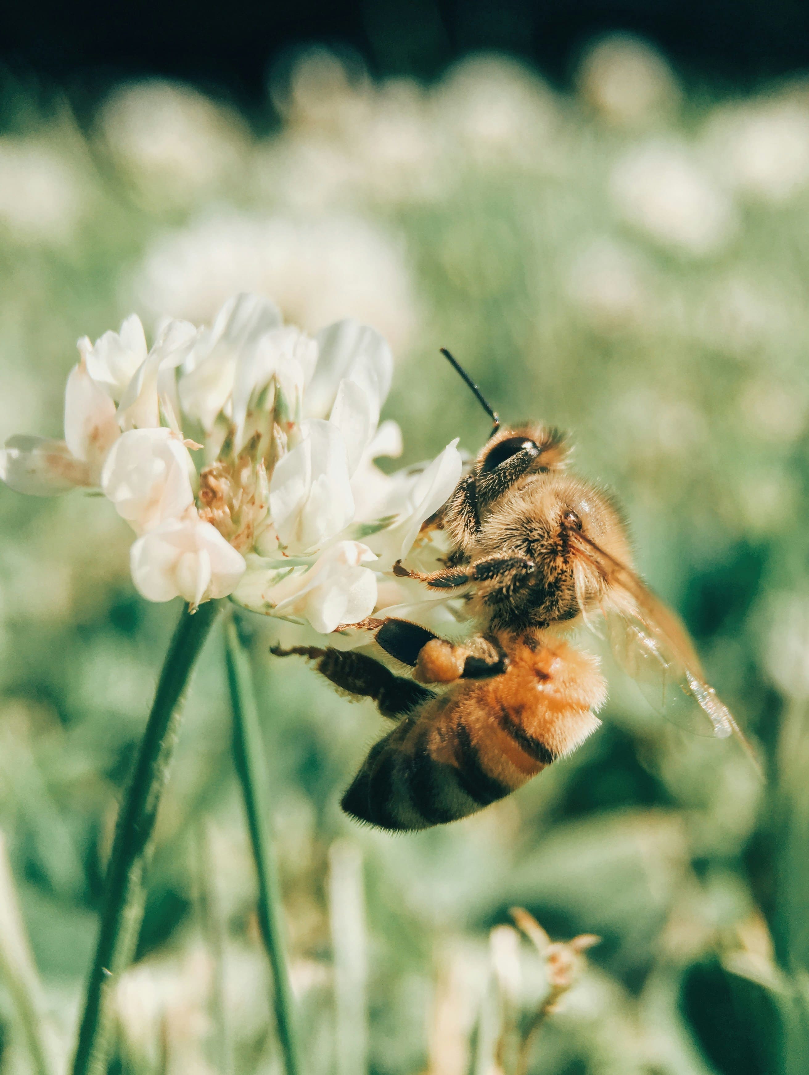 Abeille sur une fleur