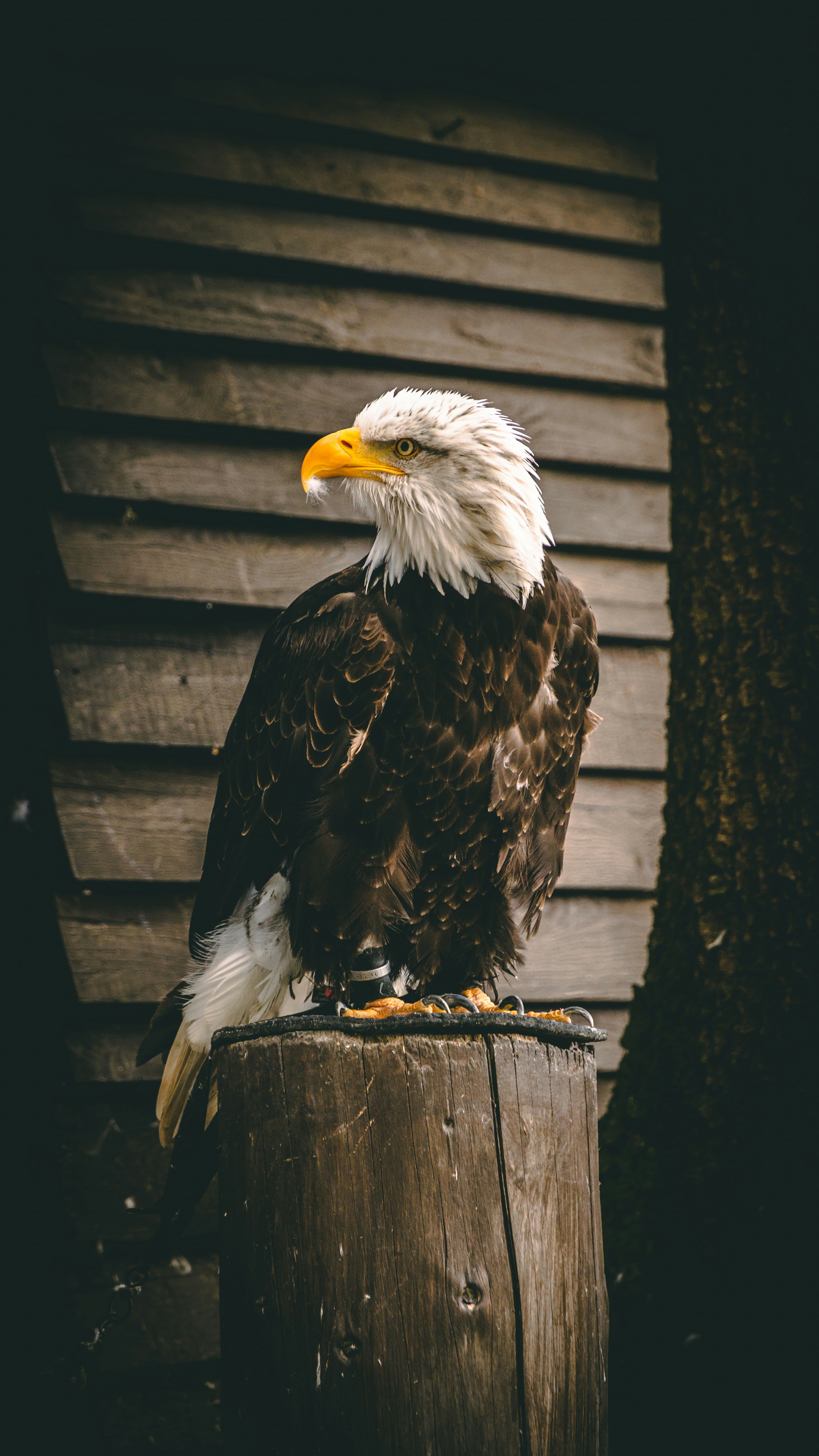 Aigle royal en vol