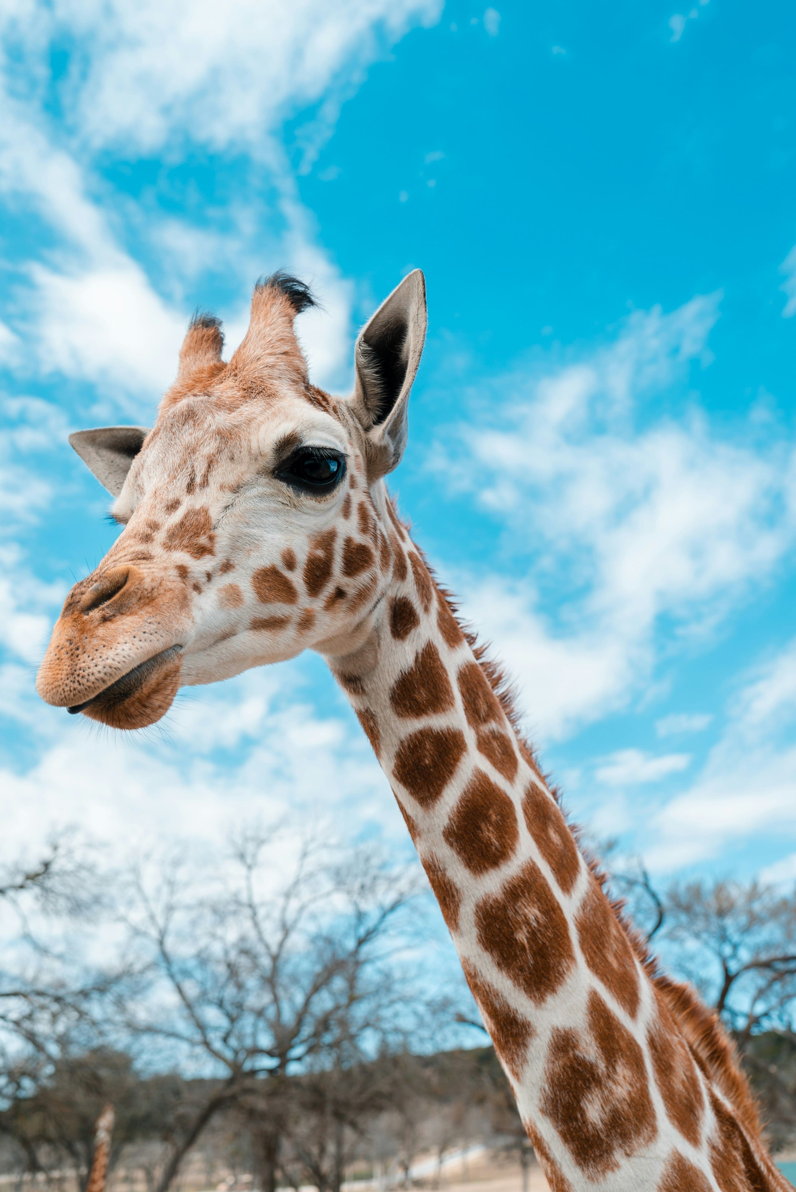 Girafe dans la savane africaine