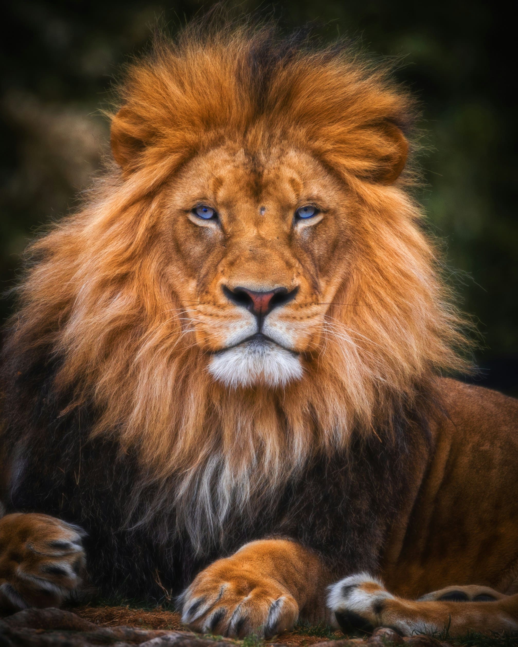 Lion majestueux