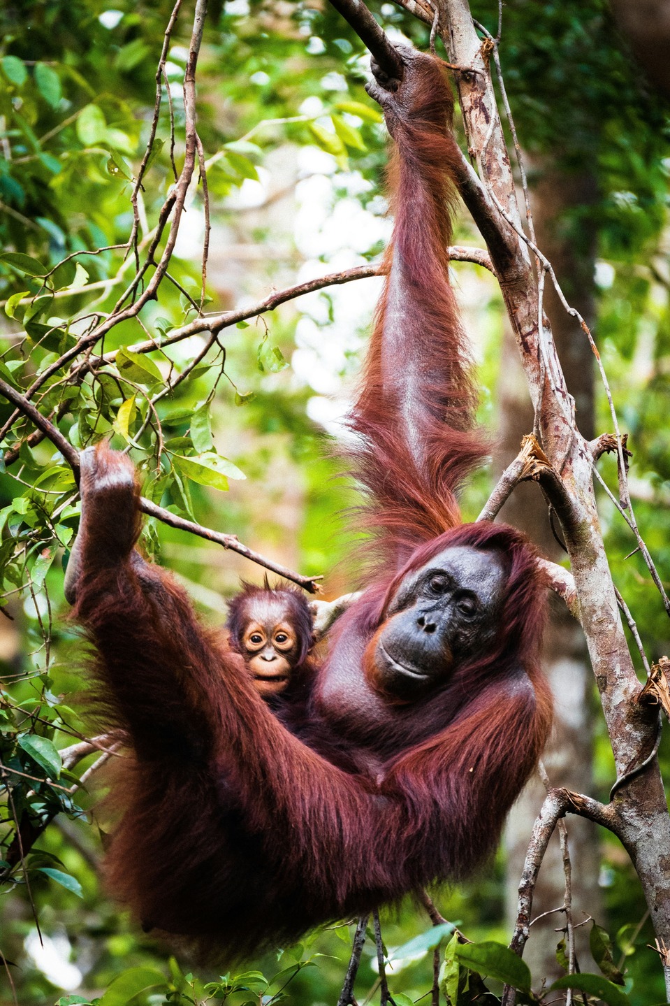 Orang-outan de Sumatra