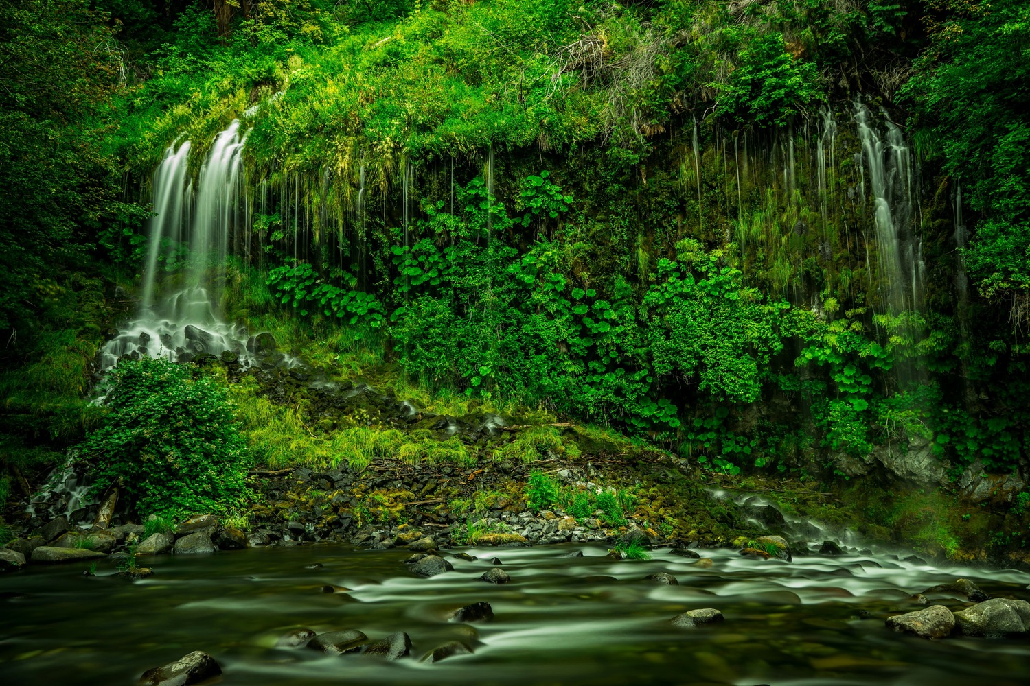 Forêt tropicale dense