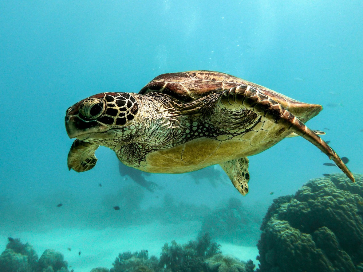 Tortue marine verte