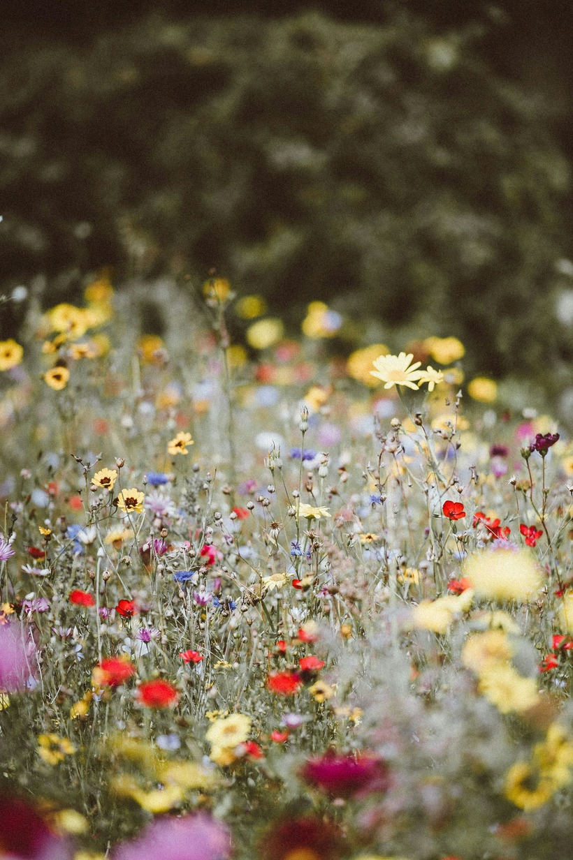 Prairies sauvages en fleurs