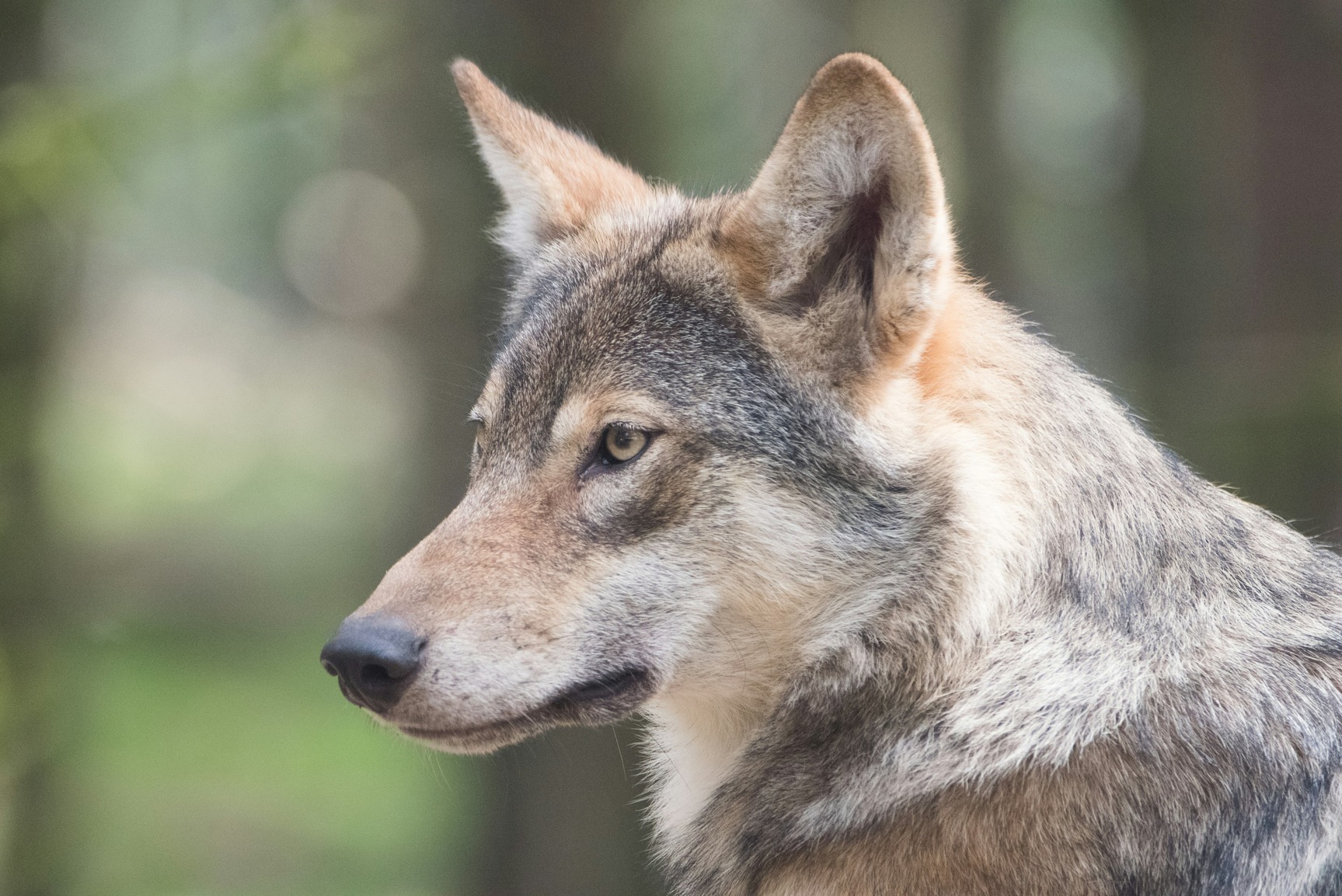 Loup en forêt